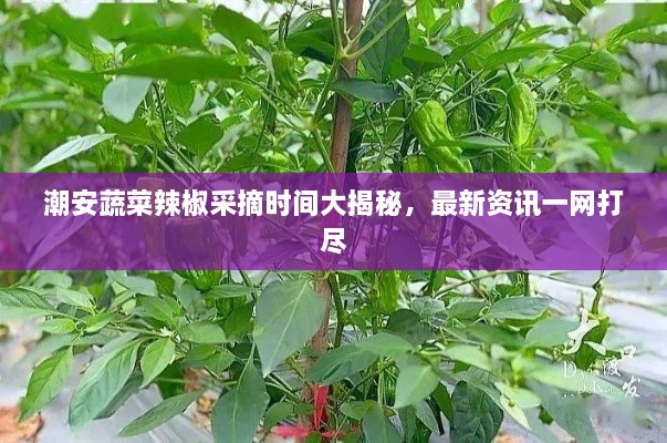 潮安蔬菜辣椒采摘時間大揭秘，最新資訊一網(wǎng)打盡