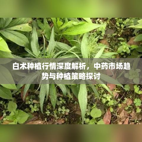 白術(shù)種植行情深度解析，中藥市場趨勢與種植策略探討