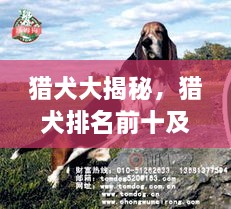 獵犬大揭秘，獵犬排名前十及詳細(xì)圖片介紹