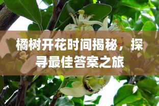 橘樹開花時(shí)間揭秘，探尋最佳答案之旅