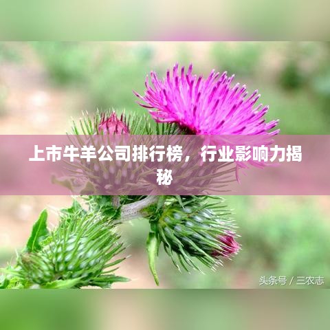 上市牛羊公司排行榜，行業(yè)影響力揭秘