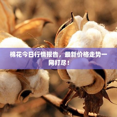 棉花今日行情報(bào)告，最新價(jià)格走勢一網(wǎng)打盡！