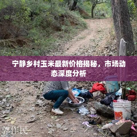 寧?kù)o鄉(xiāng)村玉米最新價(jià)格揭秘，市場(chǎng)動(dòng)態(tài)深度分析
