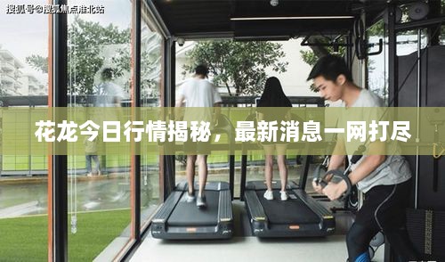 花龍今日行情揭秘，最新消息一網(wǎng)打盡