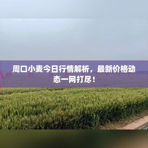 周口小麥今日行情解析，最新價格動態(tài)一網(wǎng)打盡！
