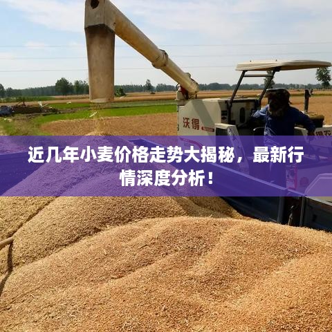 近幾年小麥價格走勢大揭秘，最新行情深度分析！