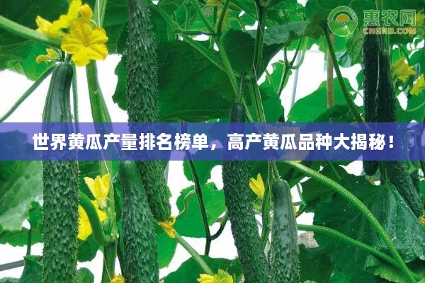 世界黃瓜產(chǎn)量排名榜單，高產(chǎn)黃瓜品種大揭秘！
