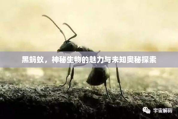 產(chǎn)品展示 第36頁(yè)