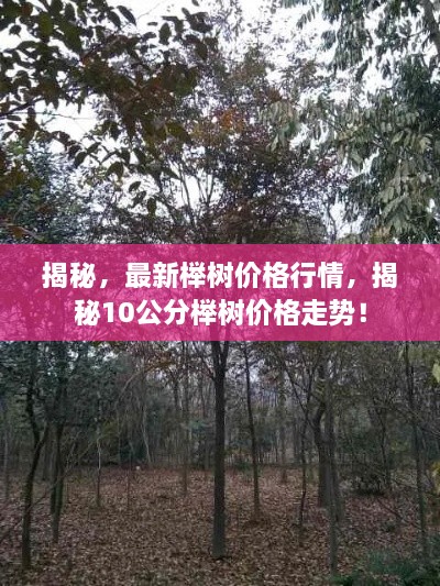揭秘，最新櫸樹(shù)價(jià)格行情，揭秘10公分櫸樹(shù)價(jià)格走勢(shì)！