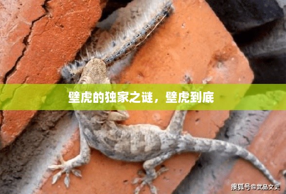 壁虎的獨(dú)家之謎，壁虎到底 