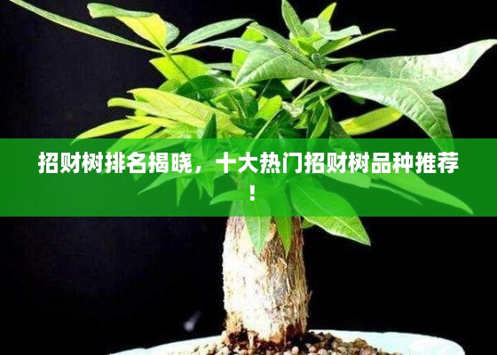 招財(cái)樹排名揭曉，十大熱門招財(cái)樹品種推薦！