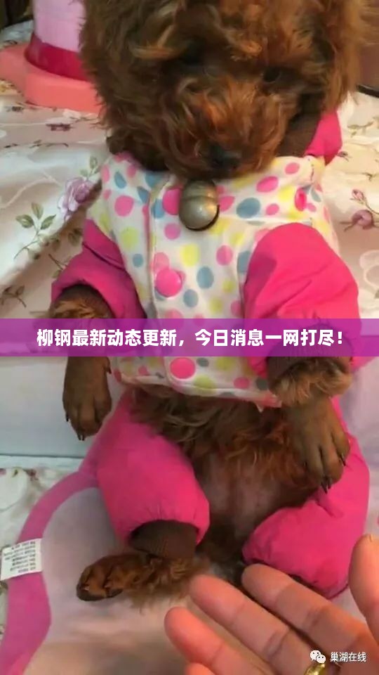 柳鋼最新動(dòng)態(tài)更新，今日消息一網(wǎng)打盡！