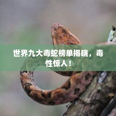 世界九大毒蛇榜單揭曉，毒性驚人！