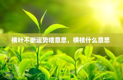 橫葉不斷運(yùn)勢啥意思，橫枝什么意思 