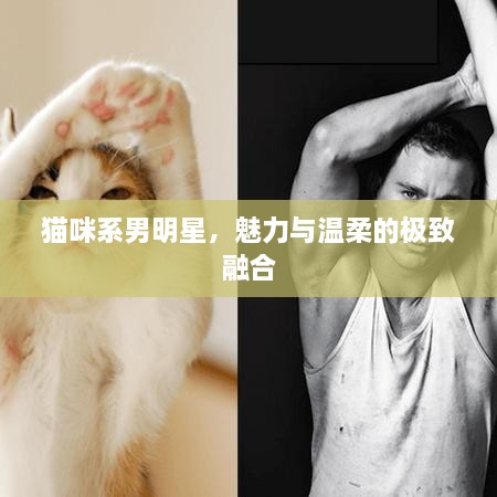 貓咪系男明星，魅力與溫柔的極致融合
