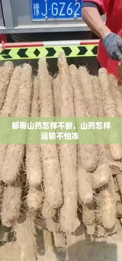 郵寄山藥怎樣不斷，山藥怎樣運輸不怕凍 