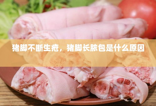 豬腳不斷生瘡，豬腳長膿包是什么原因 