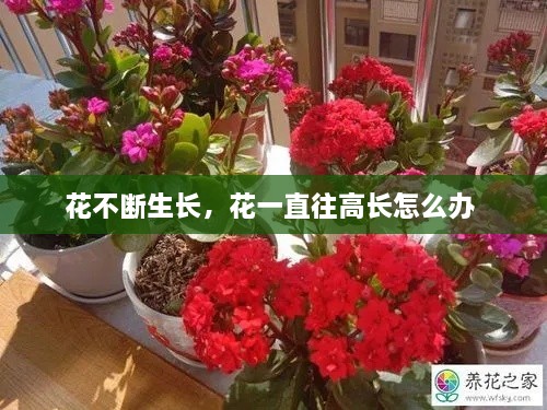 花不斷生長(zhǎng)，花一直往高長(zhǎng)怎么辦 