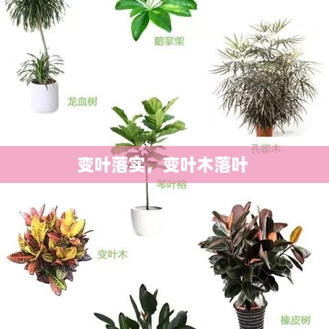 變?nèi)~落實(shí)，變?nèi)~木落葉 
