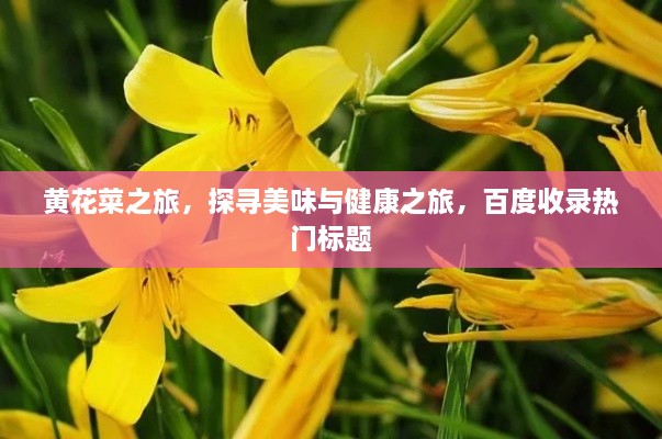 黃花菜之旅，探尋美味與健康之旅，百度收錄熱門標(biāo)題