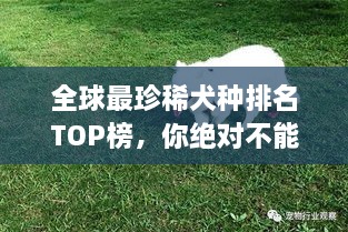 全球最珍稀犬種排名TOP榜，你絕對不能錯過！