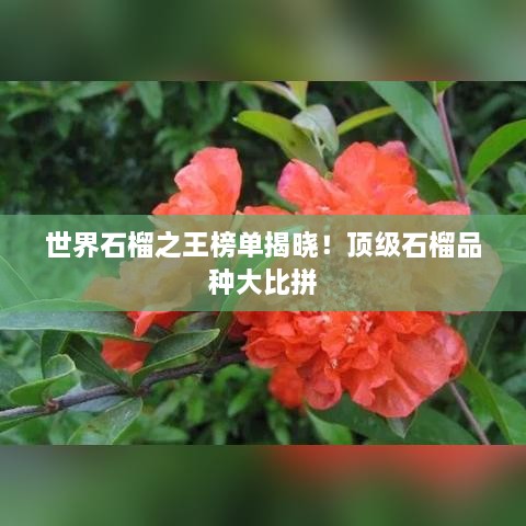 世界石榴之王榜單揭曉！頂級(jí)石榴品種大比拼
